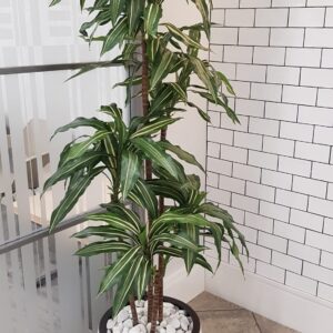 Ficus