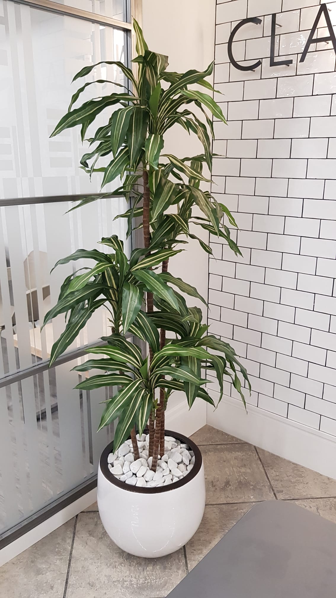 Ficus