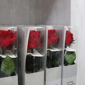Rosas preservadas