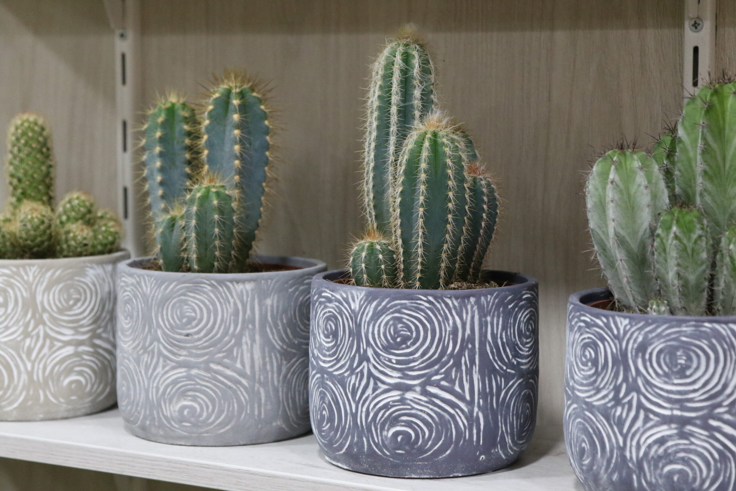 Crasas y cactus - Imagen 6