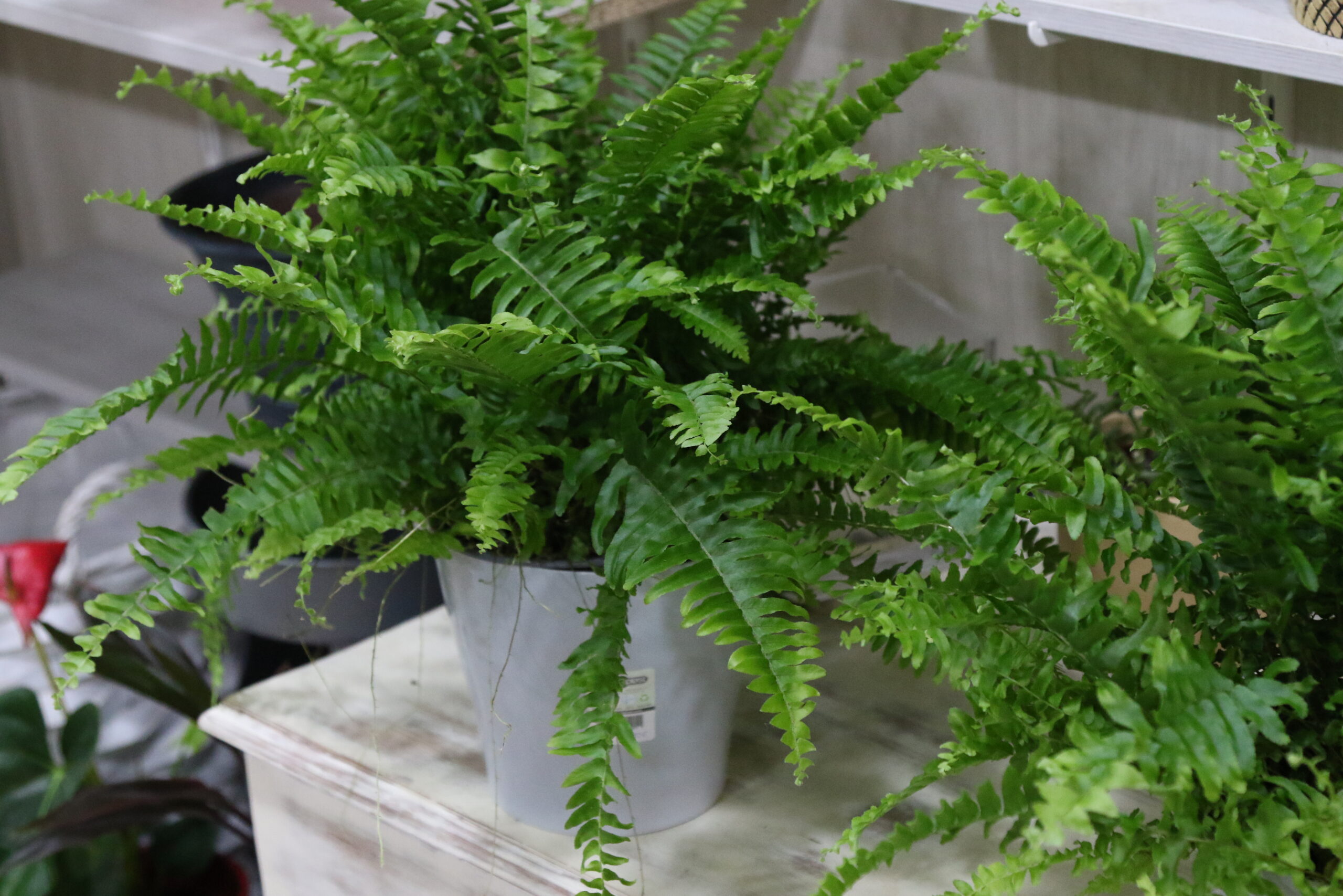 Plantas verdes variadas - Imagen 16