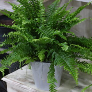 Plantas verdes variadas
