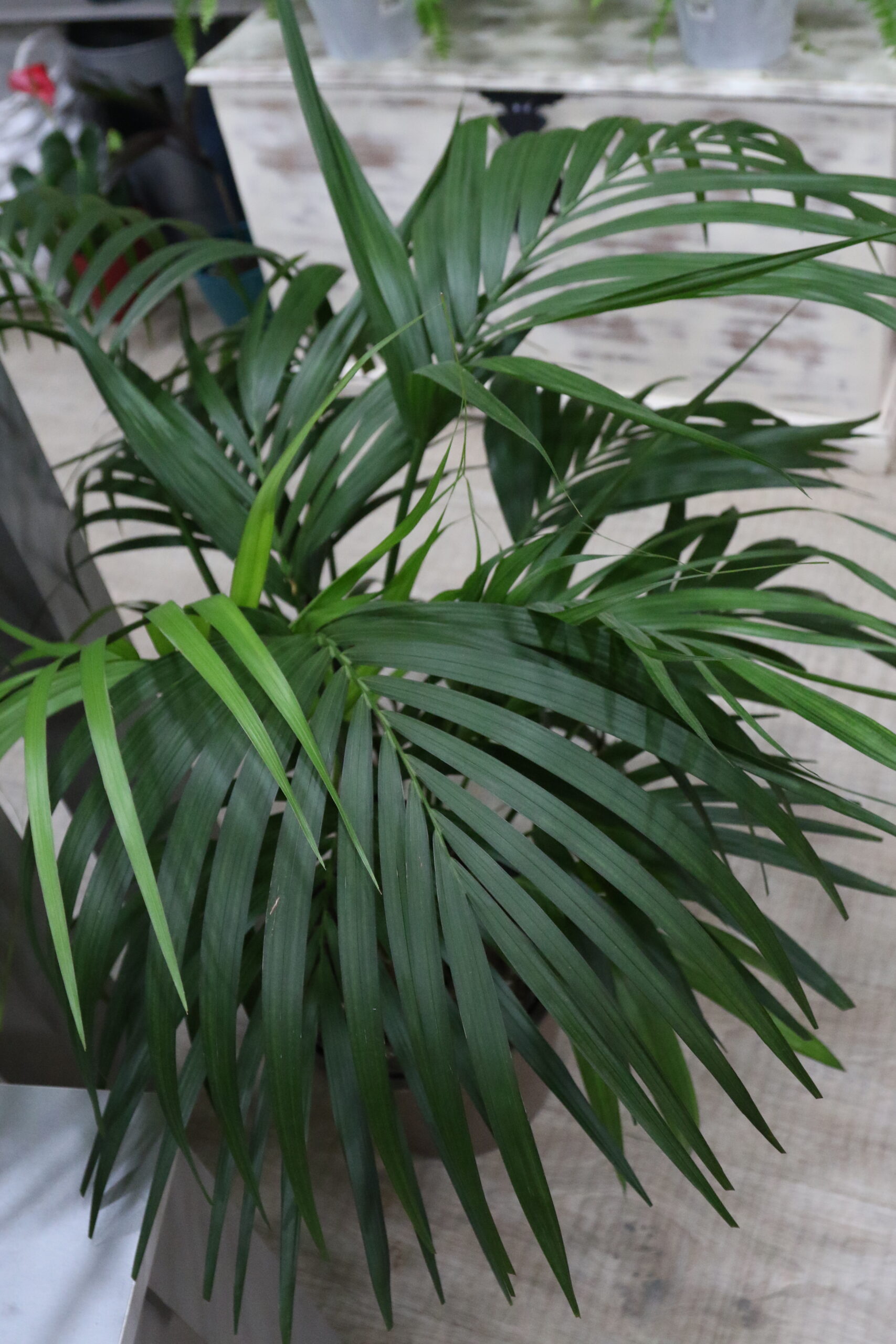 Palmeras - Imagen 2