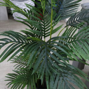 Palmeras