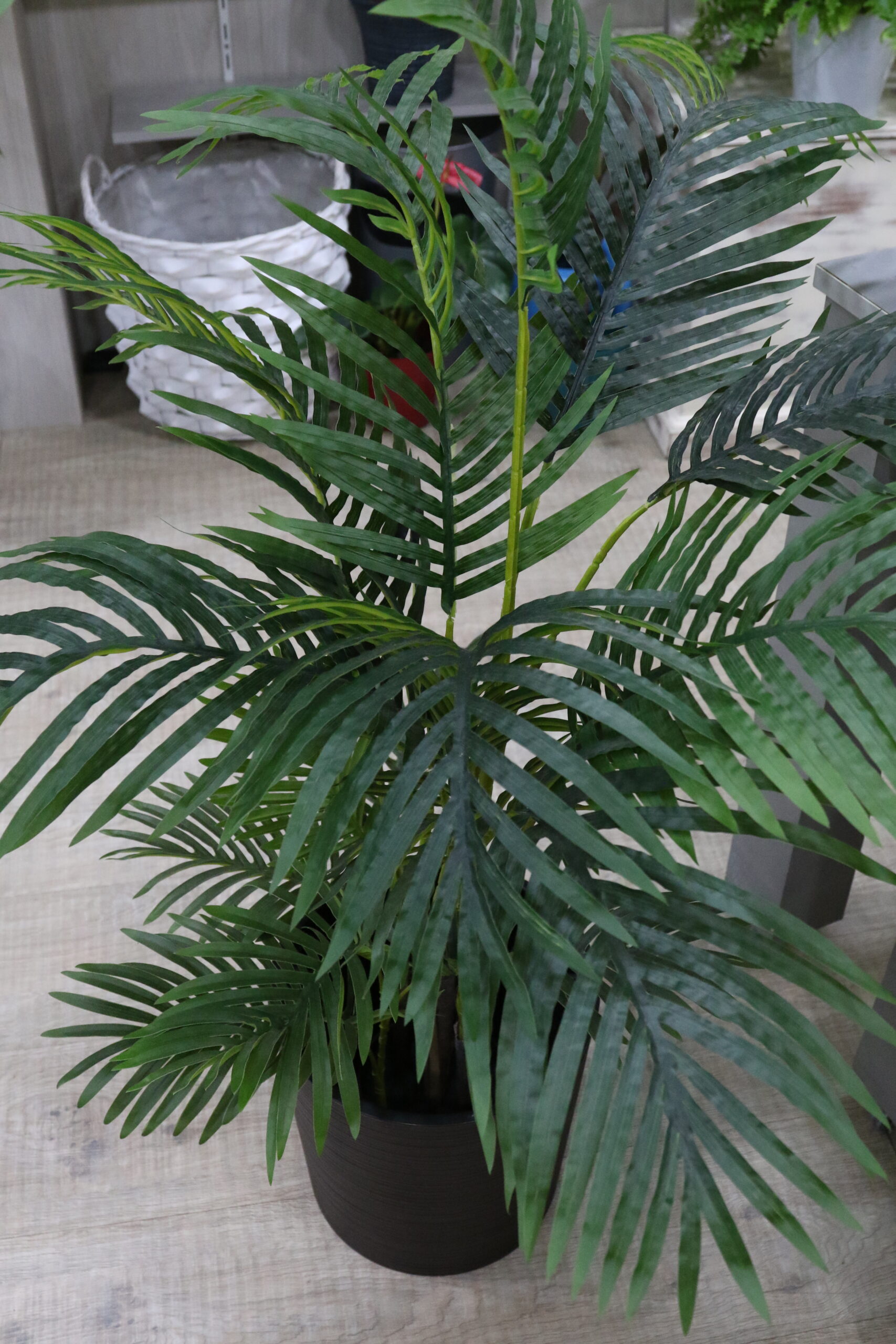 Palmeras