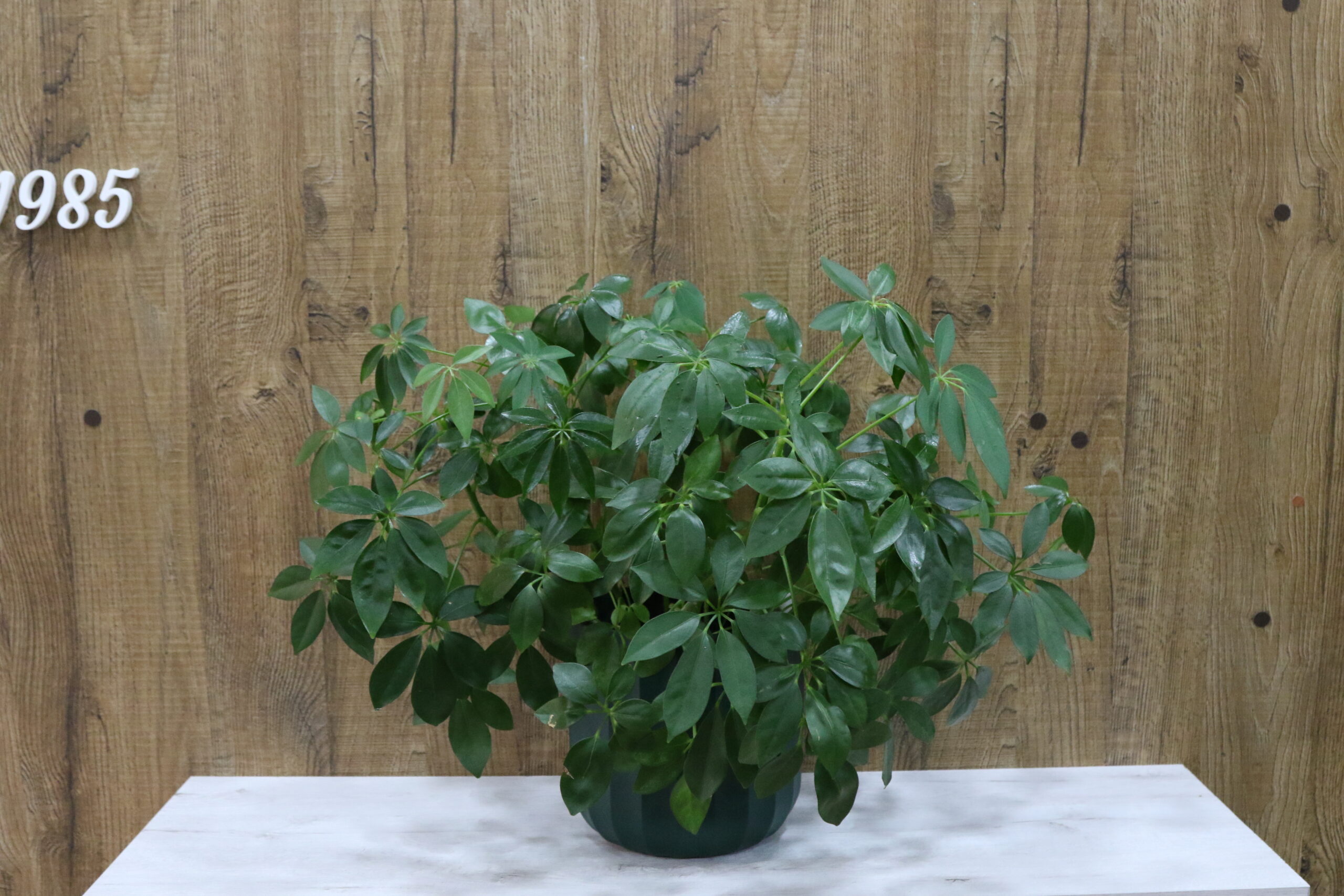 Plantas verdes variadas - Imagen 9