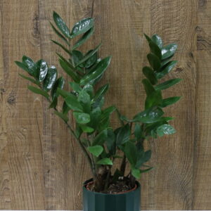 Planta de hoja