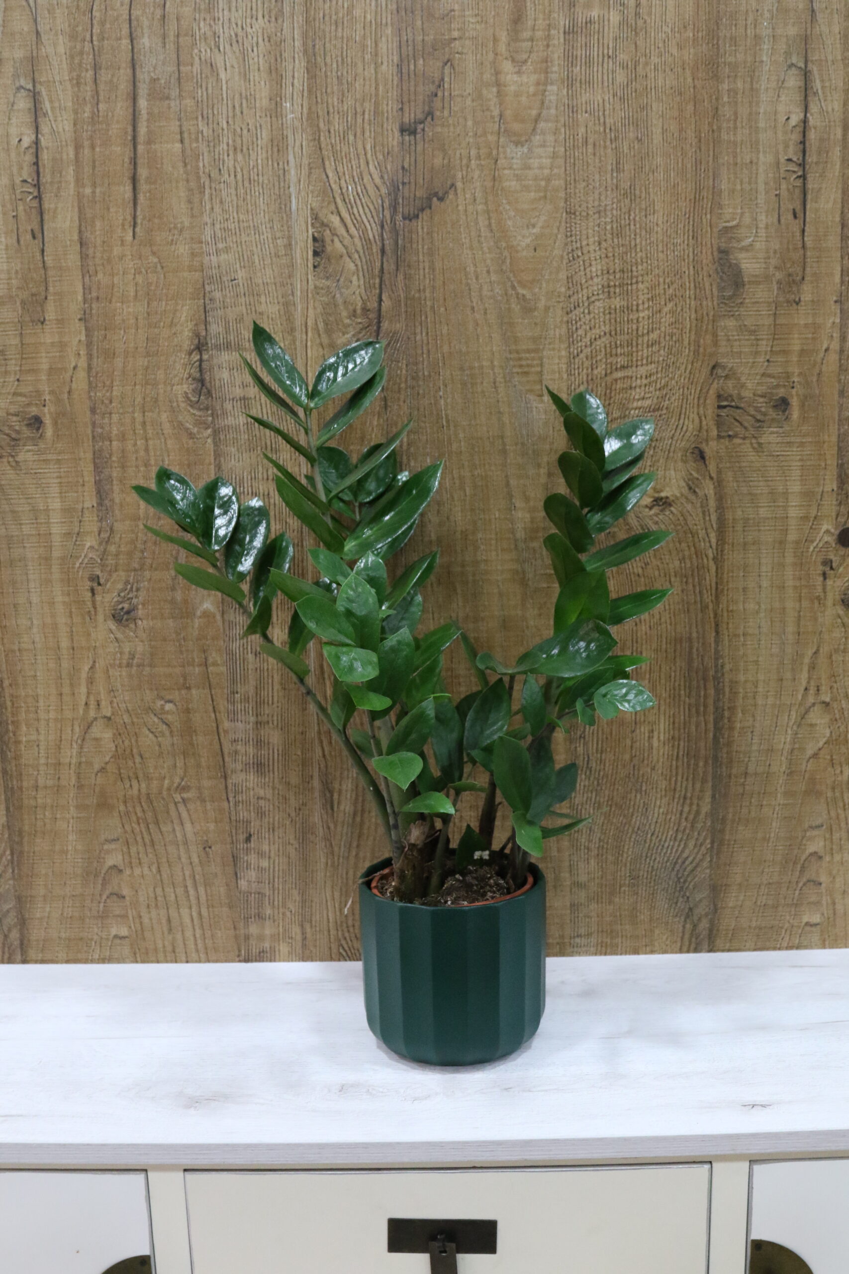 Plantas verdes variadas - Imagen 5