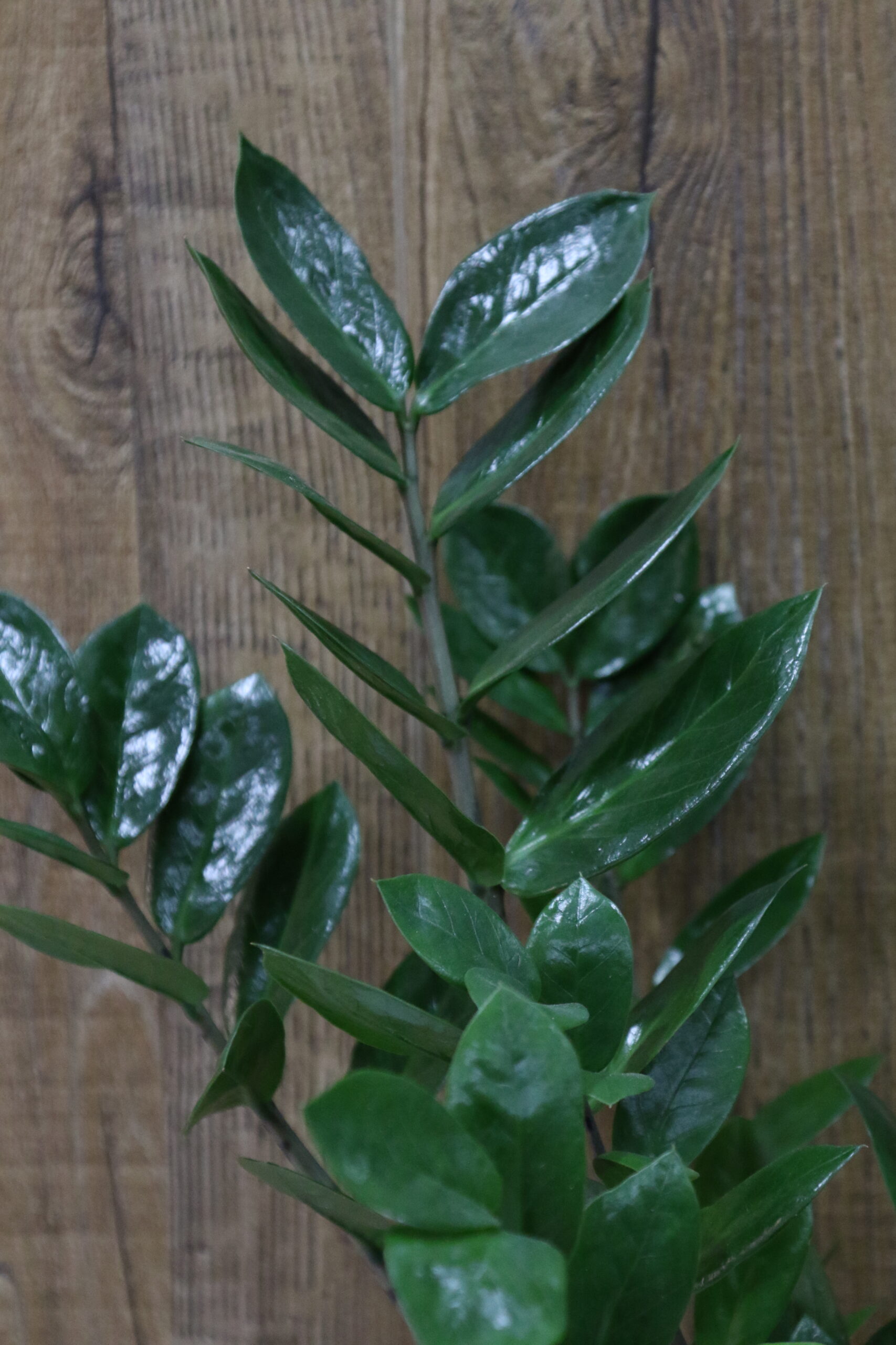 Plantas verdes variadas - Imagen 6