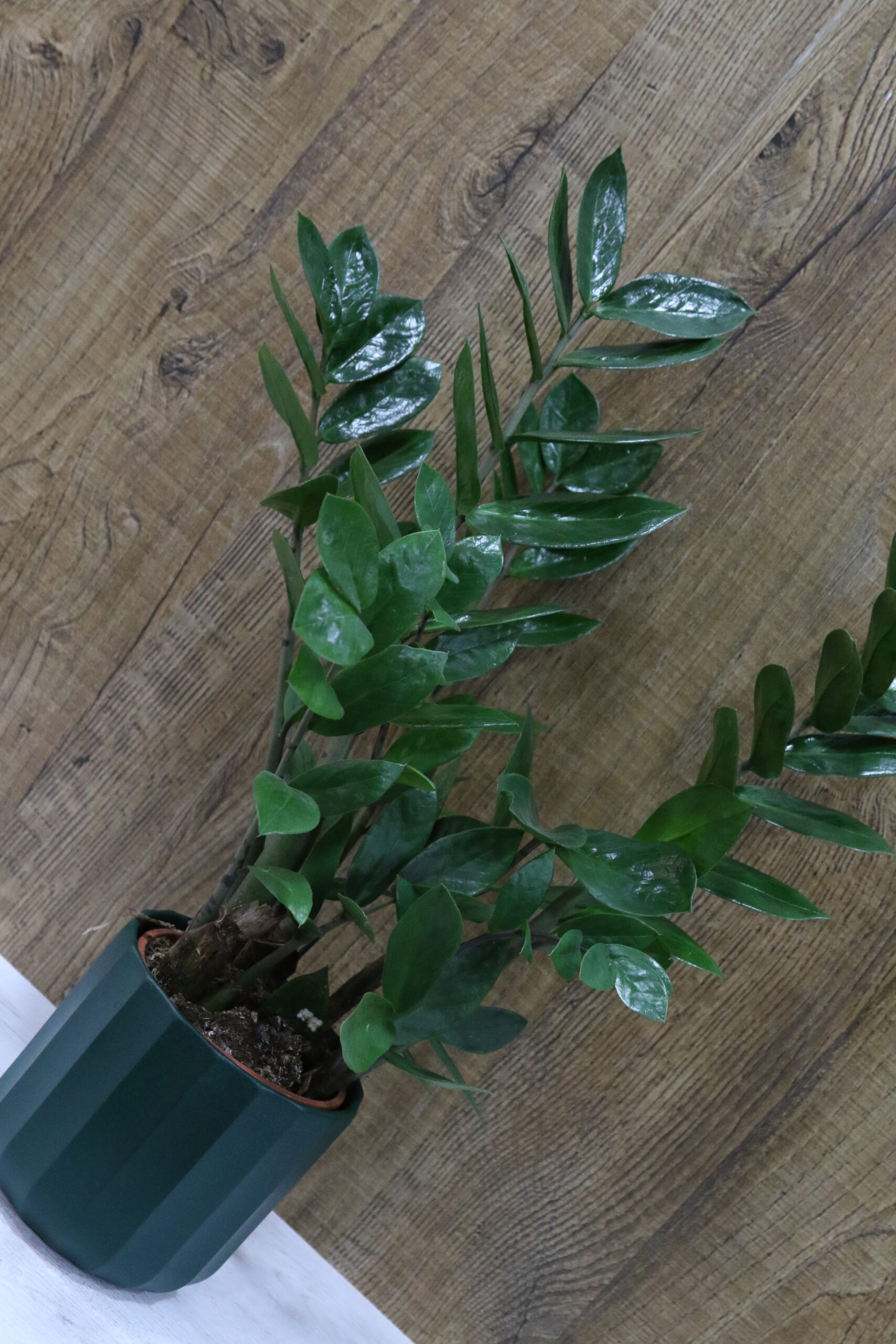 Plantas verdes variadas - Imagen 7