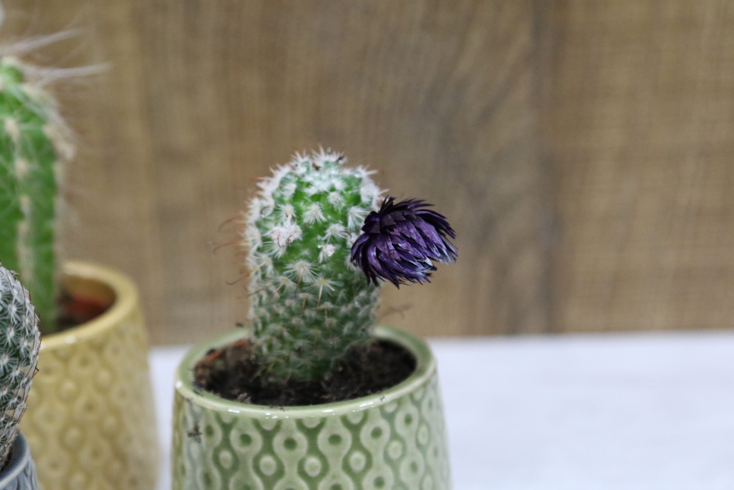 Crasas y cactus - Imagen 3