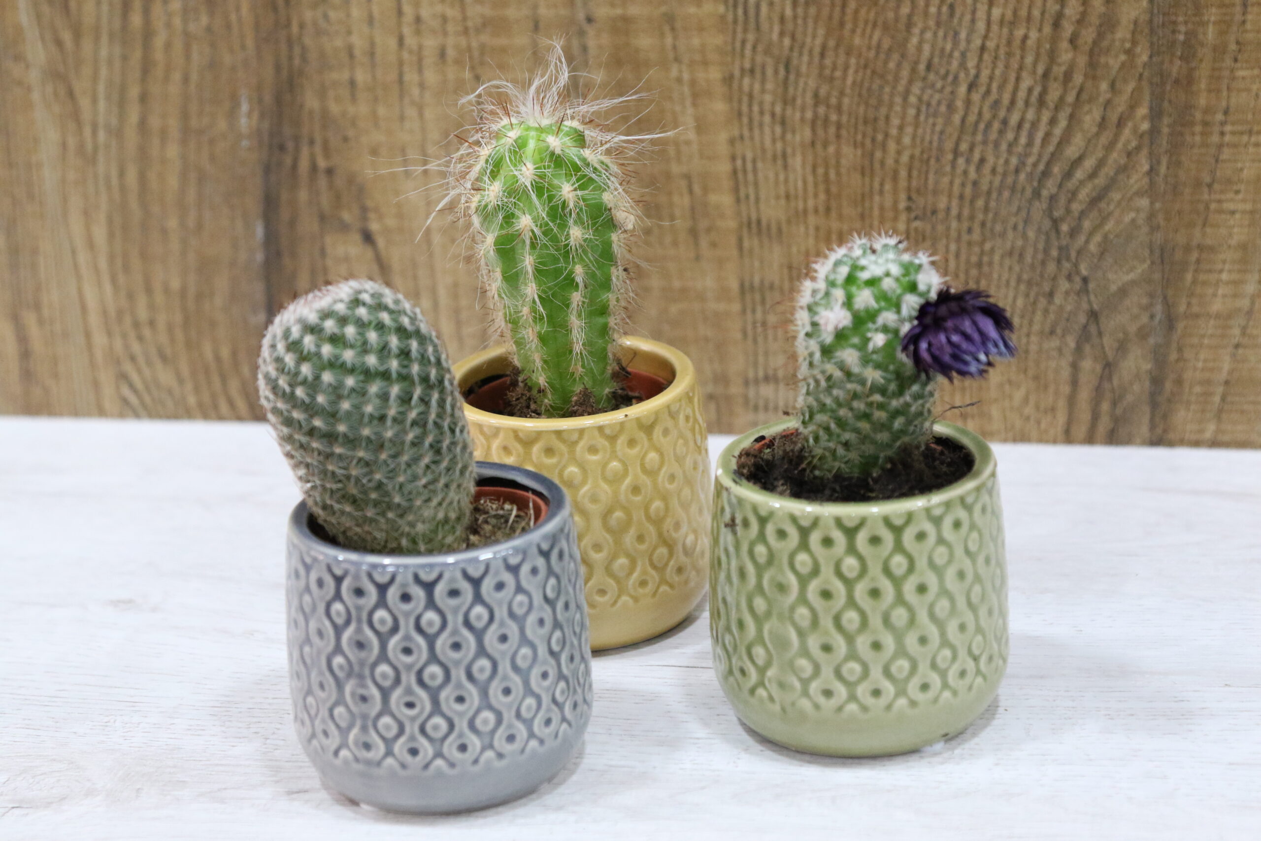 Crasas y cactus - Imagen 2
