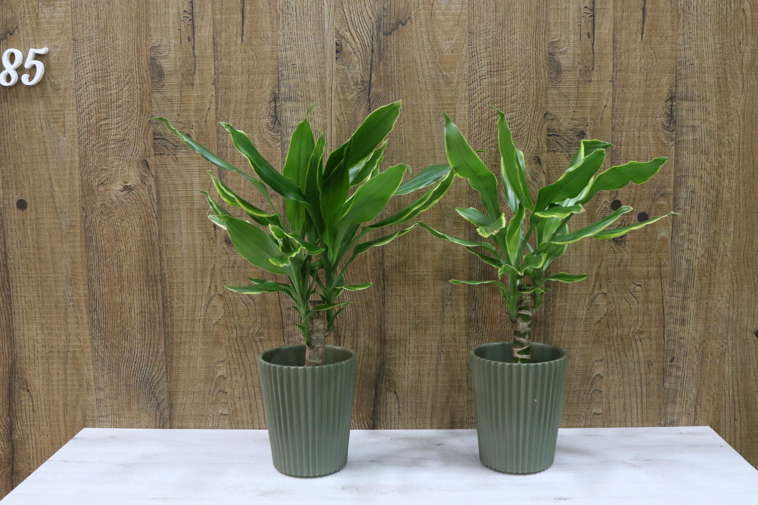 Plantas verdes variadas - Imagen 8