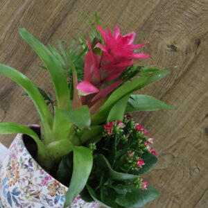 Taza plantas