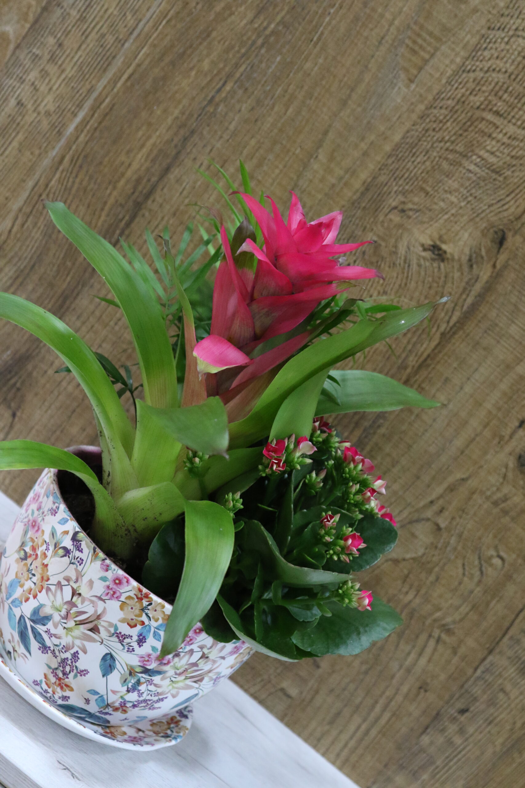 Taza plantas