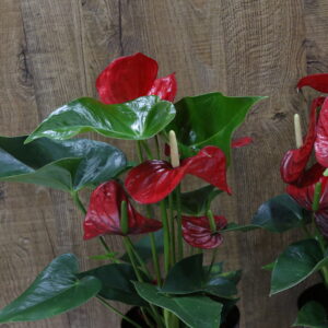 Anthurium