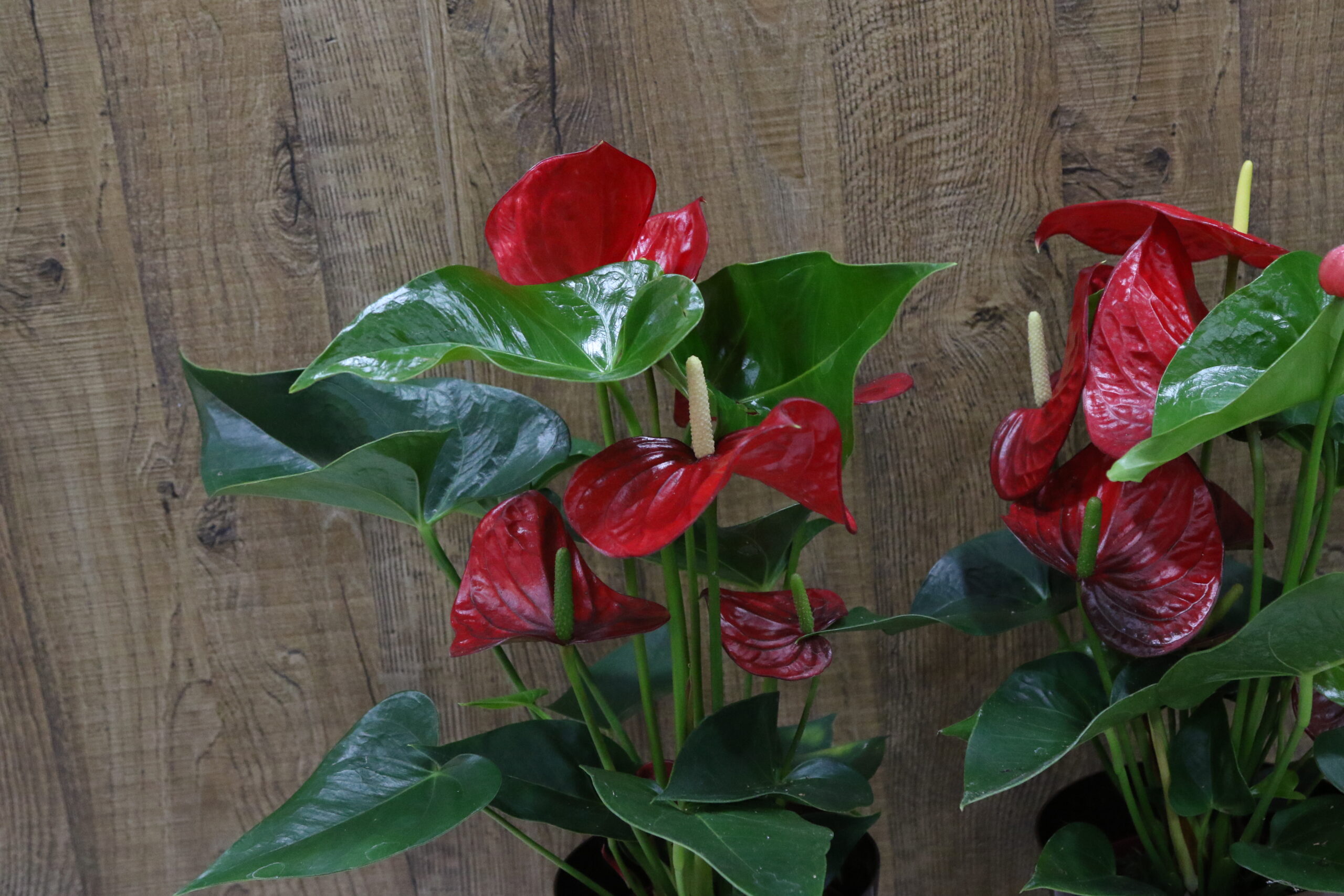 Anthurium