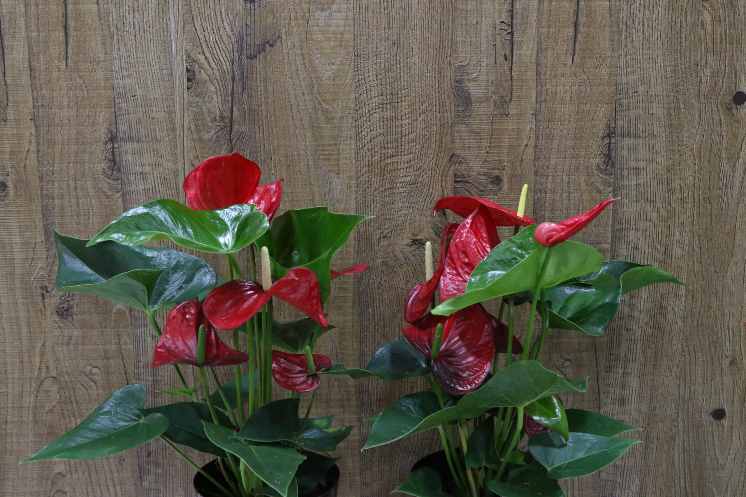Anthurium - Imagen 2