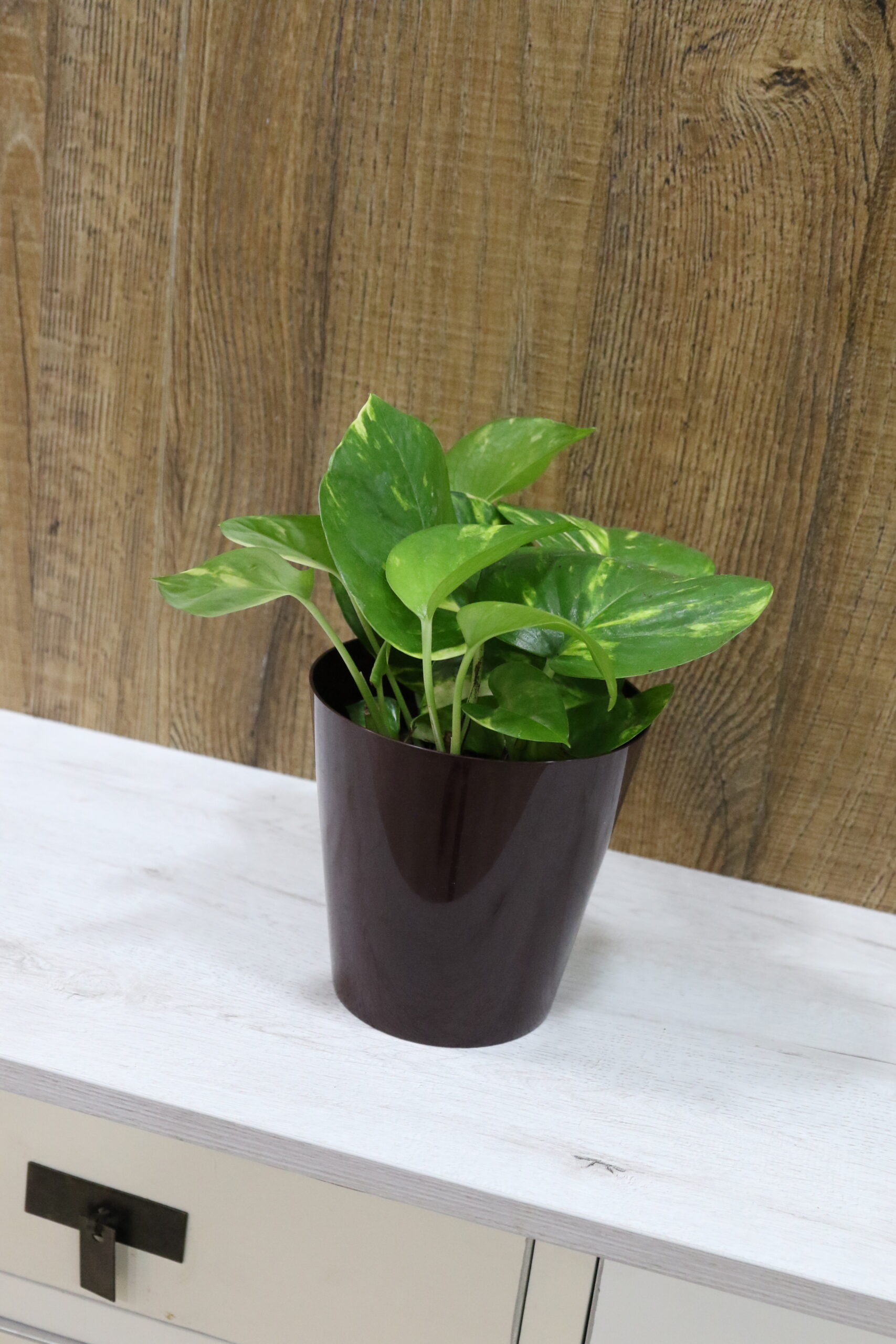 Plantas verdes variadas - Imagen 11