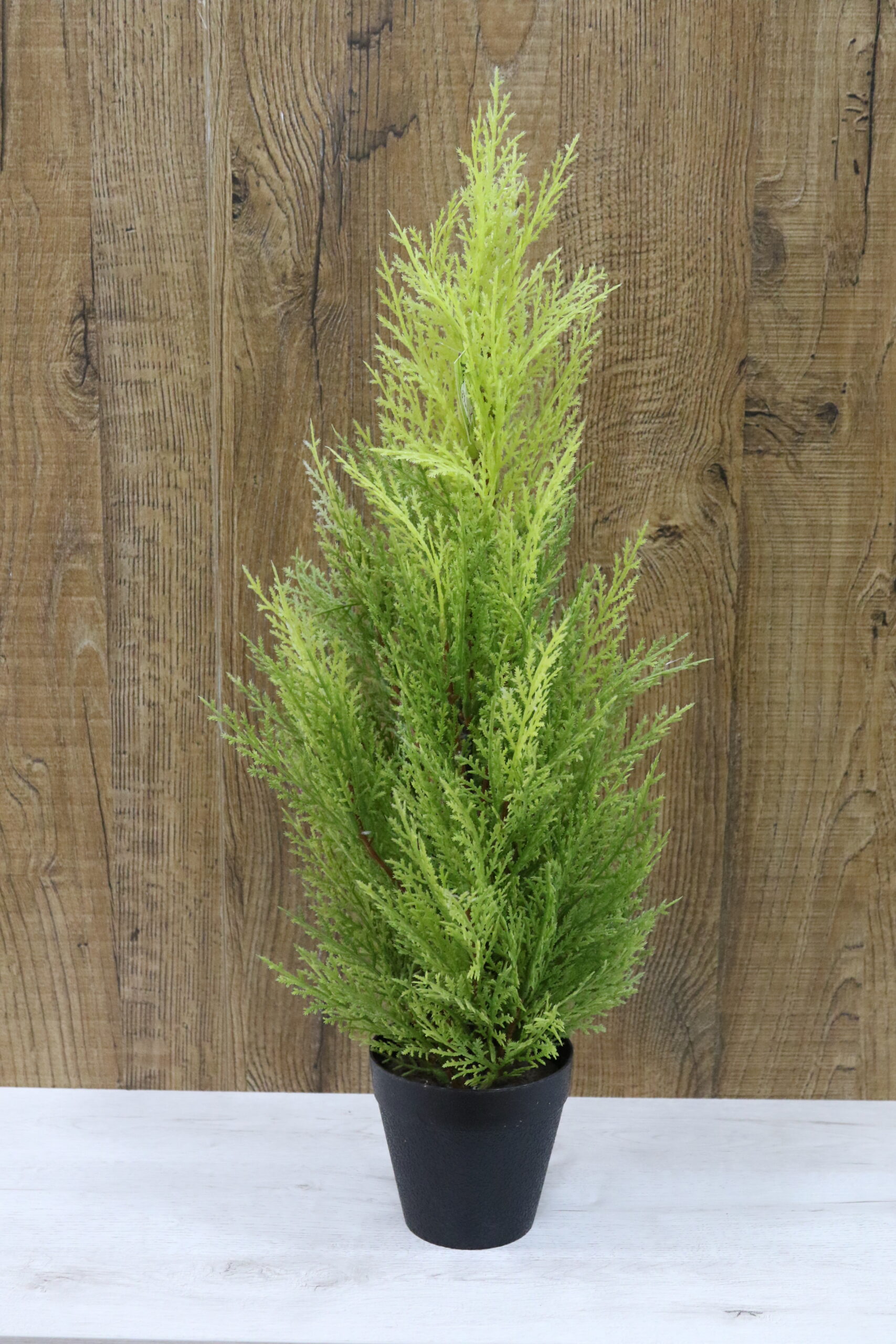 Plantas verdes variadas - Imagen 13