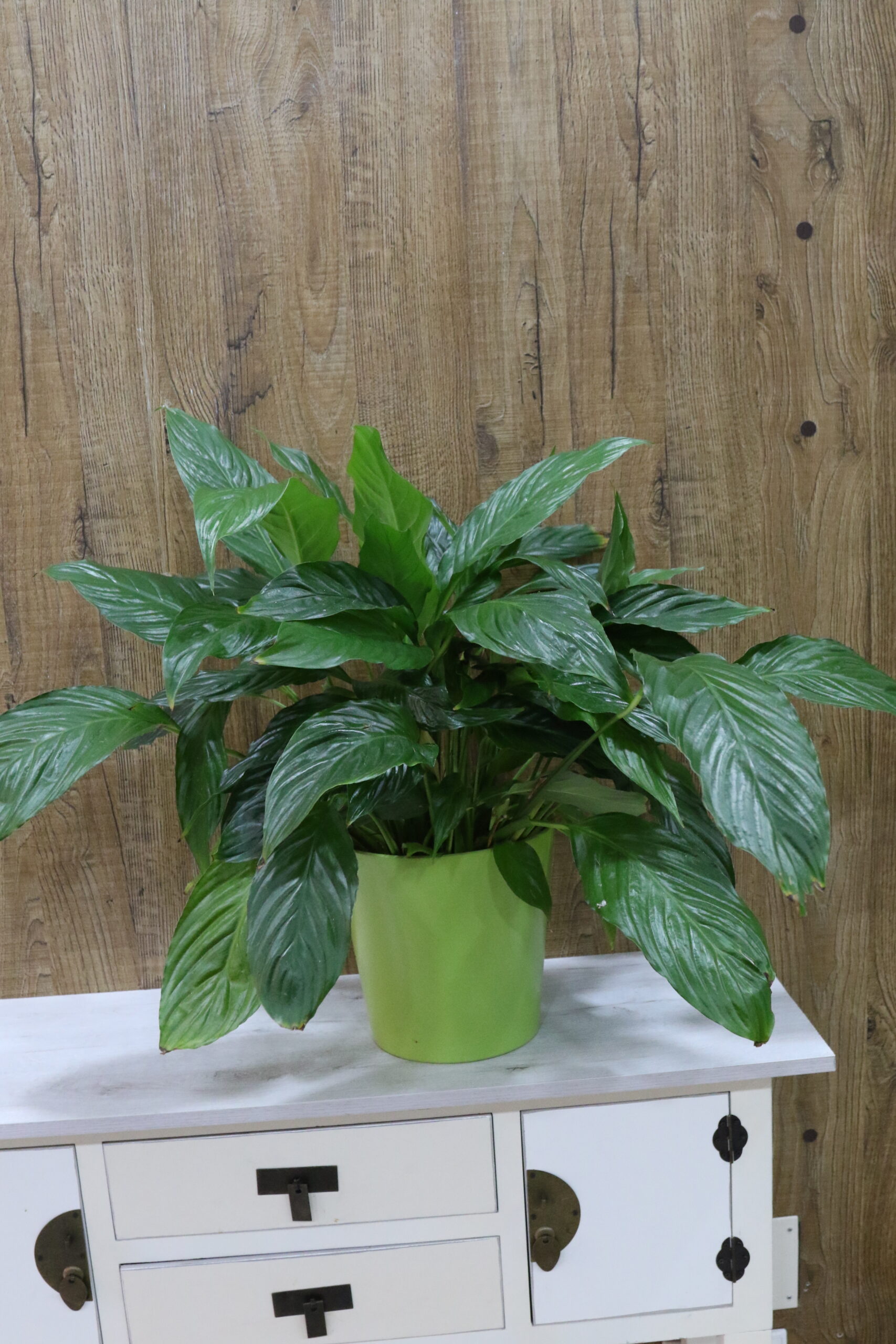 Plantas verdes variadas - Imagen 4