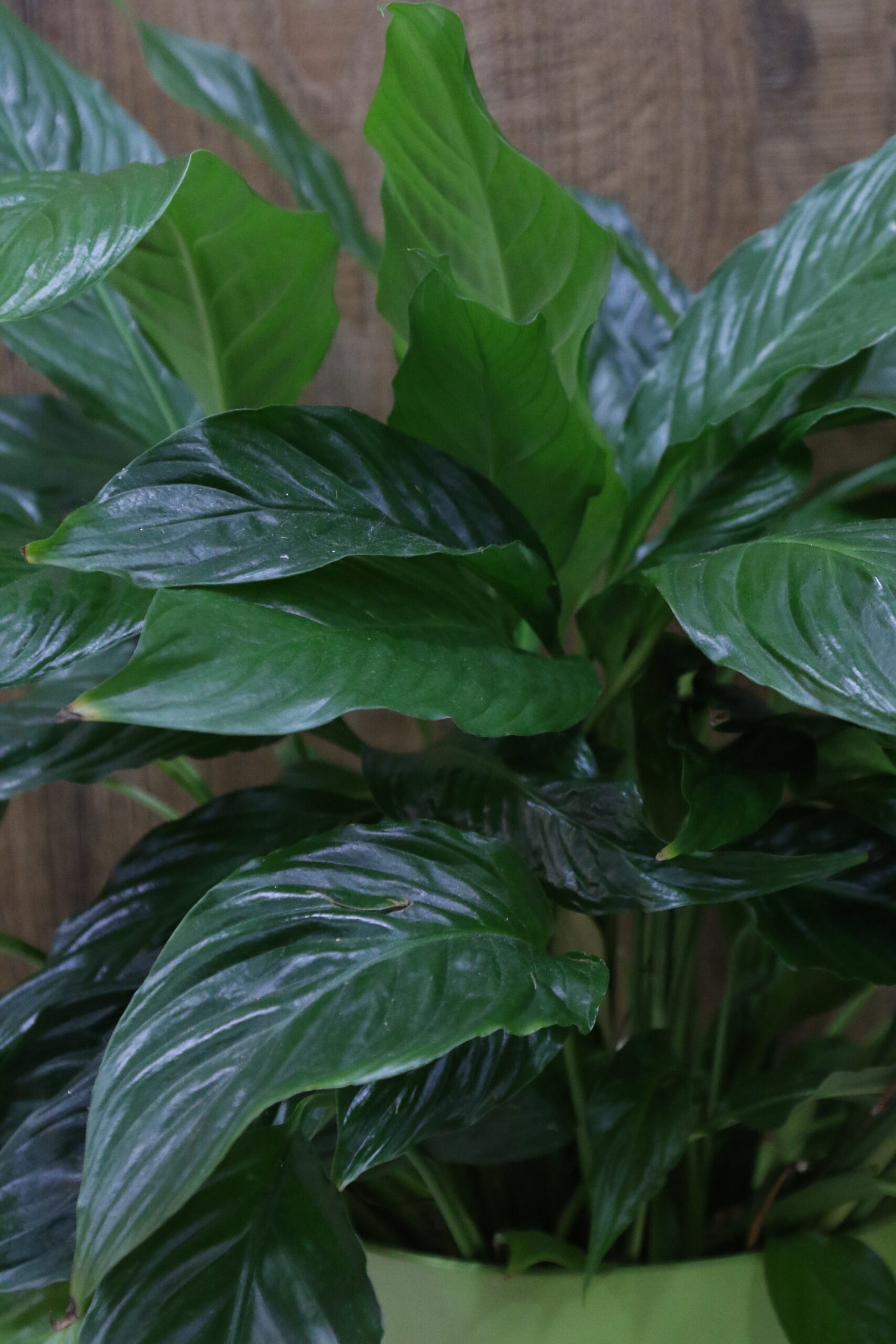 Ficus - Imagen 2