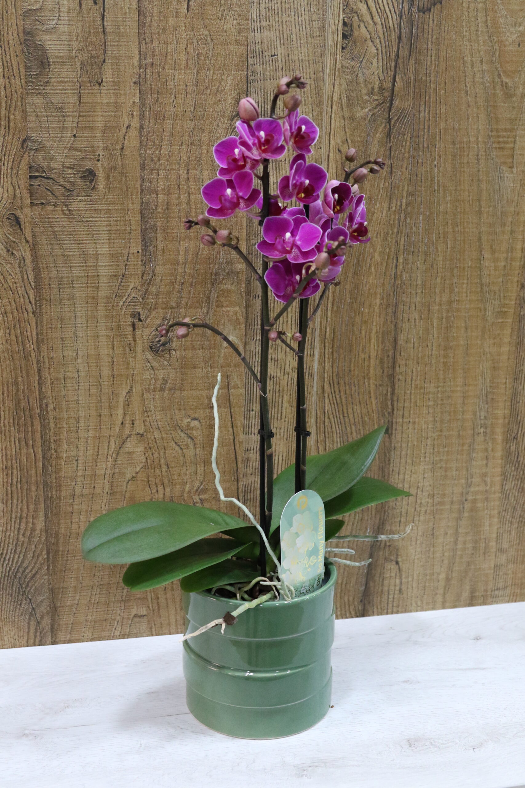 Orquídeas - Imagen 3