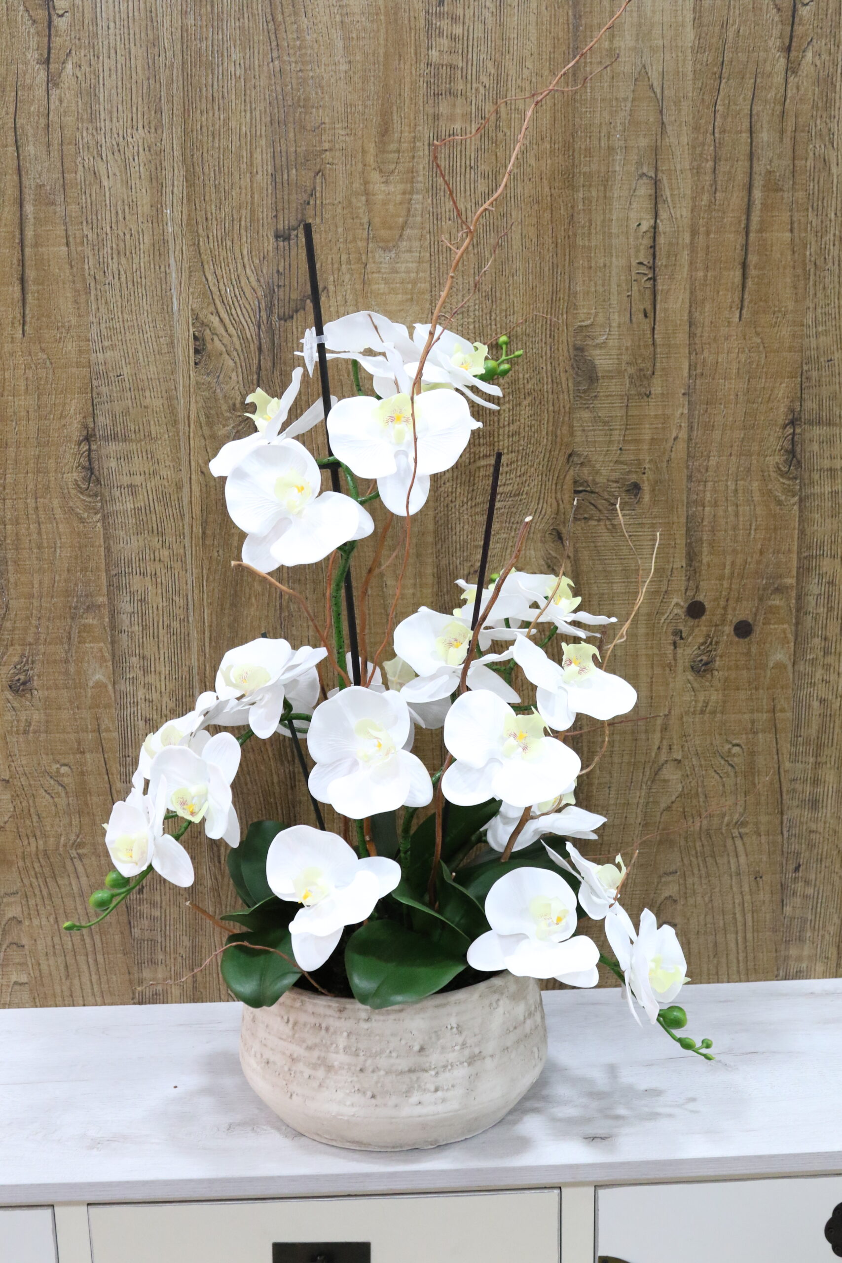 Orquídeas - Imagen 2