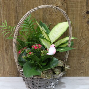 Centros plantas cesta con asa