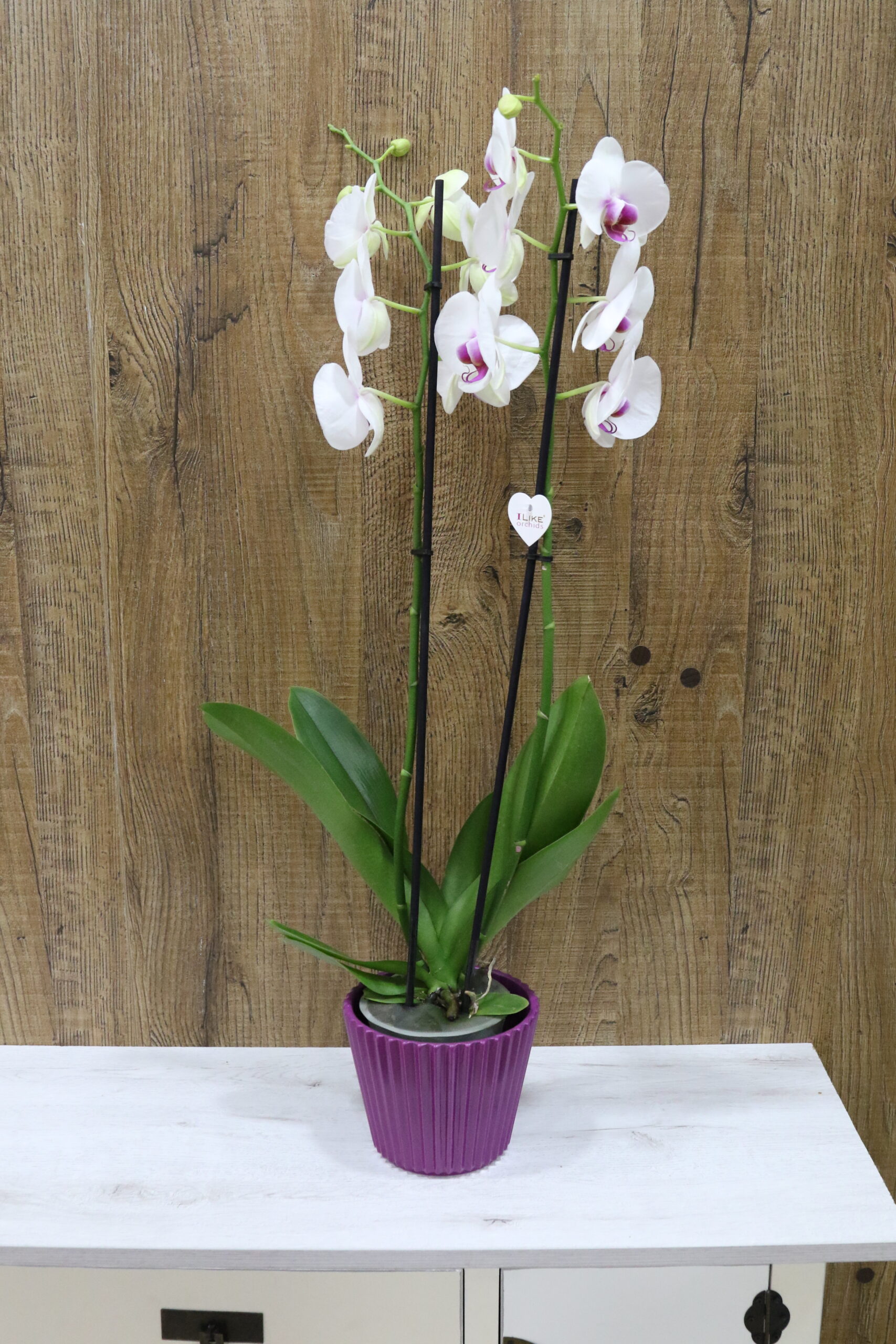 Orquídeas - Imagen 6