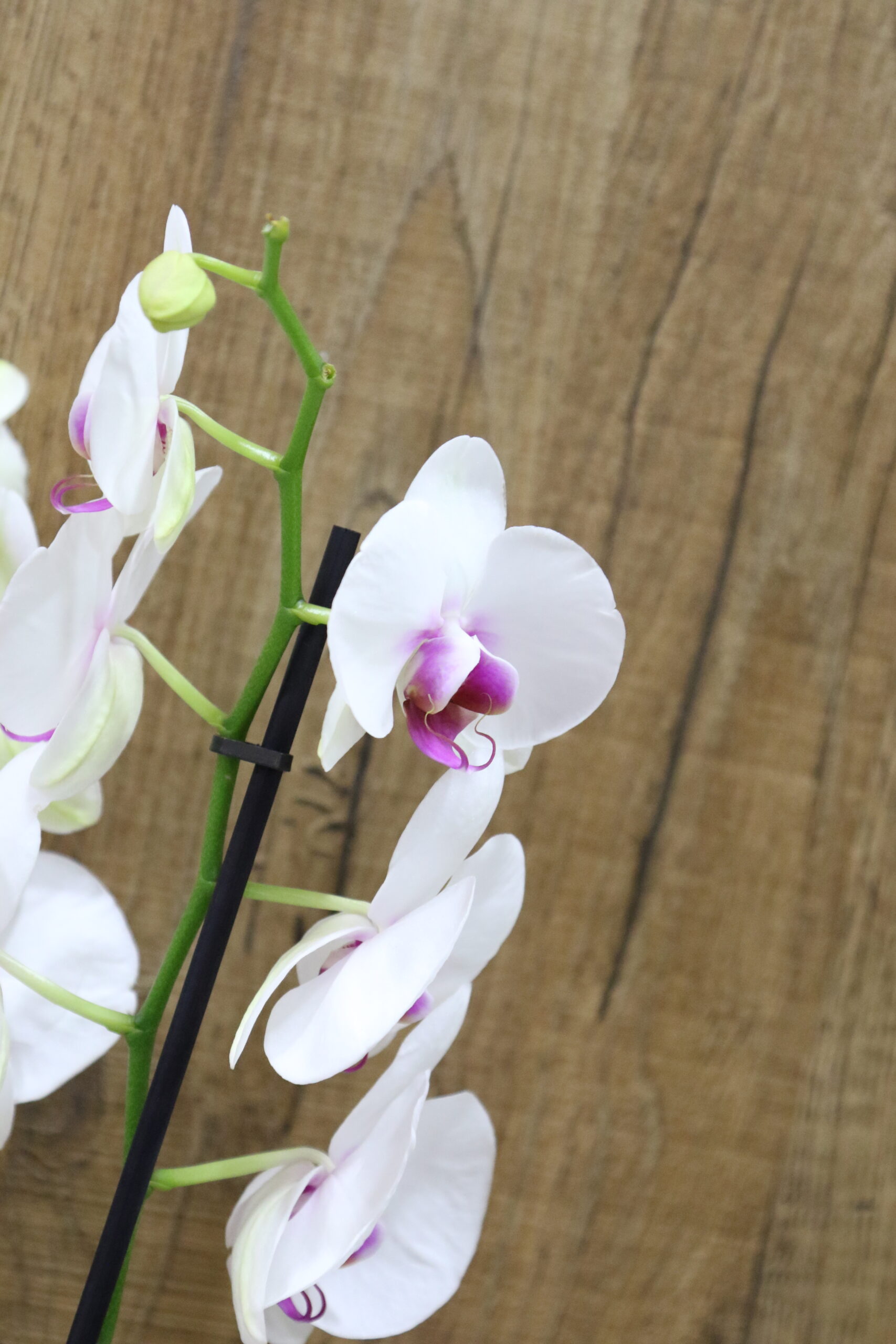 Orquídeas - Imagen 5