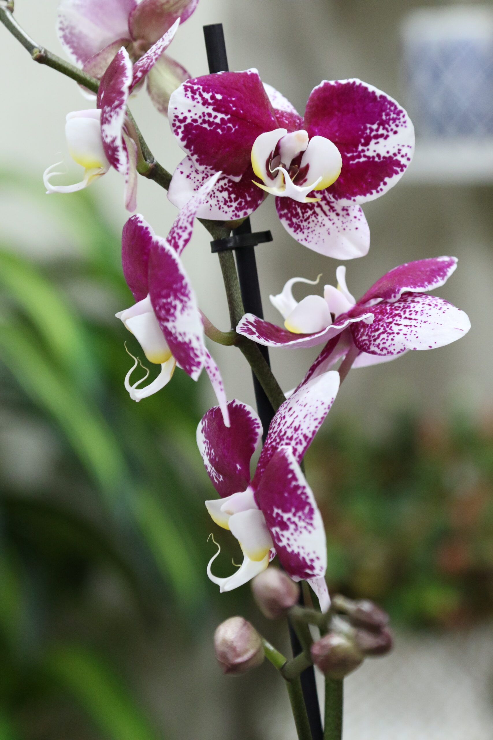Orquídeas - Imagen 4