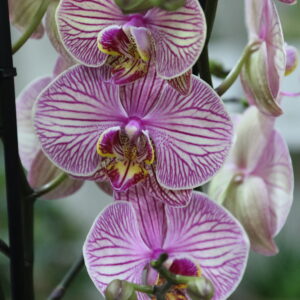 Orquídeas
