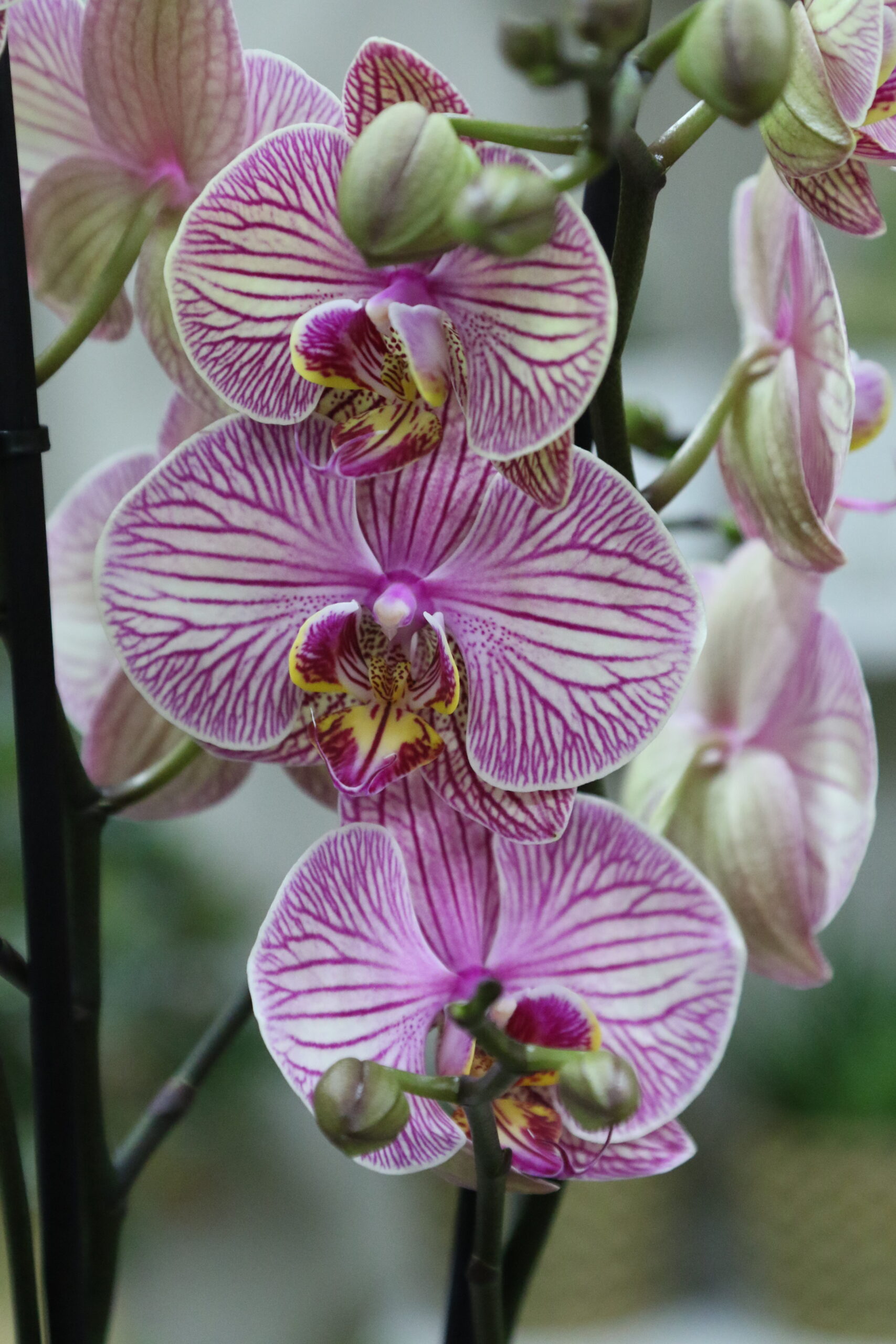 Orquídeas