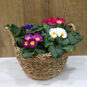 Centros plantas cesta