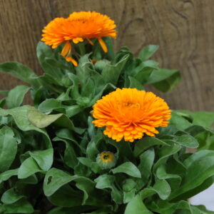Plantas flor varias