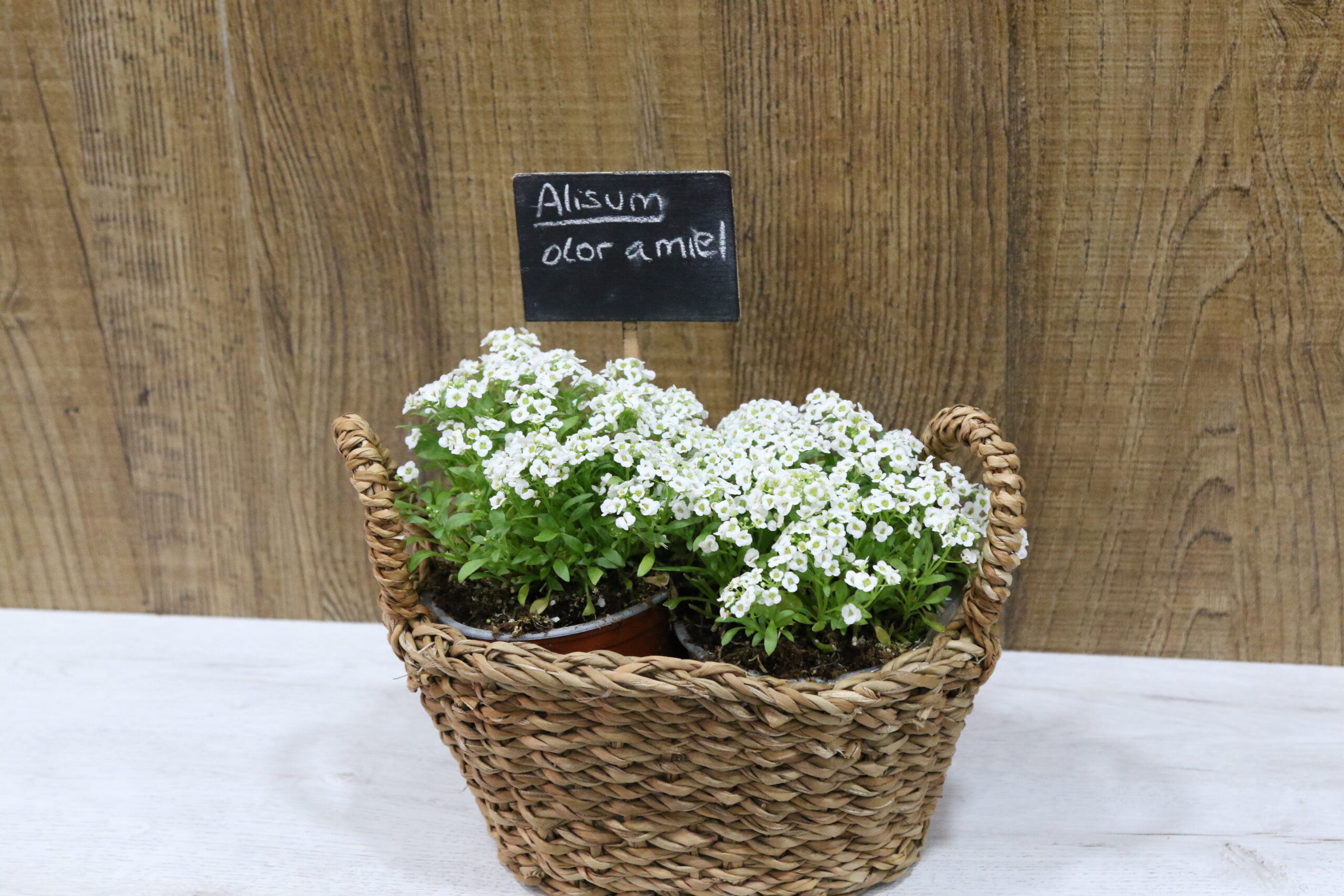 Aromáticas y culinarias - Imagen 6