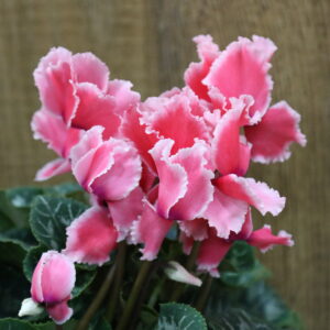 Planta de flor