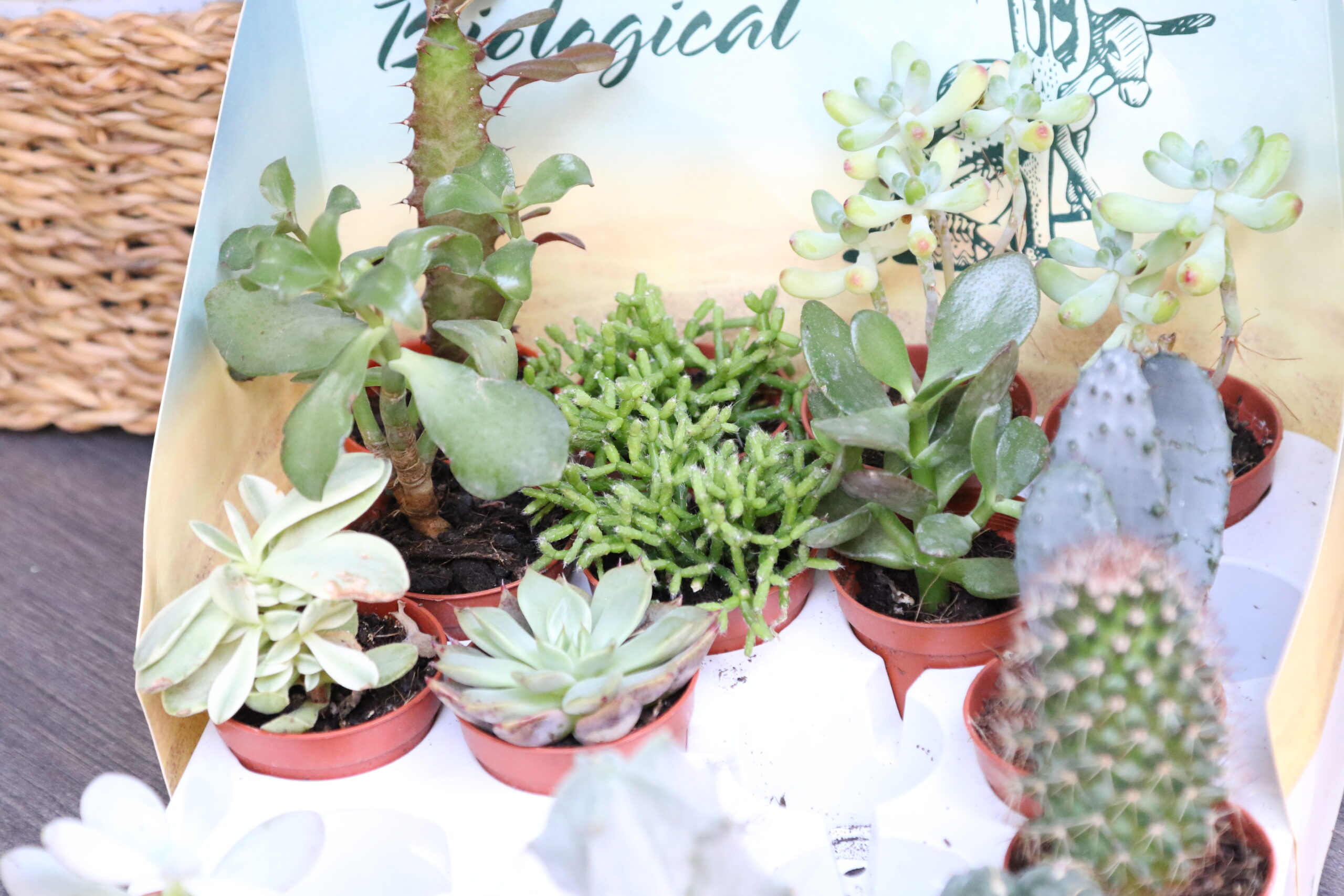 Crasas y cactus - Imagen 4