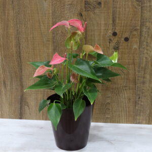 Spathiphyllum