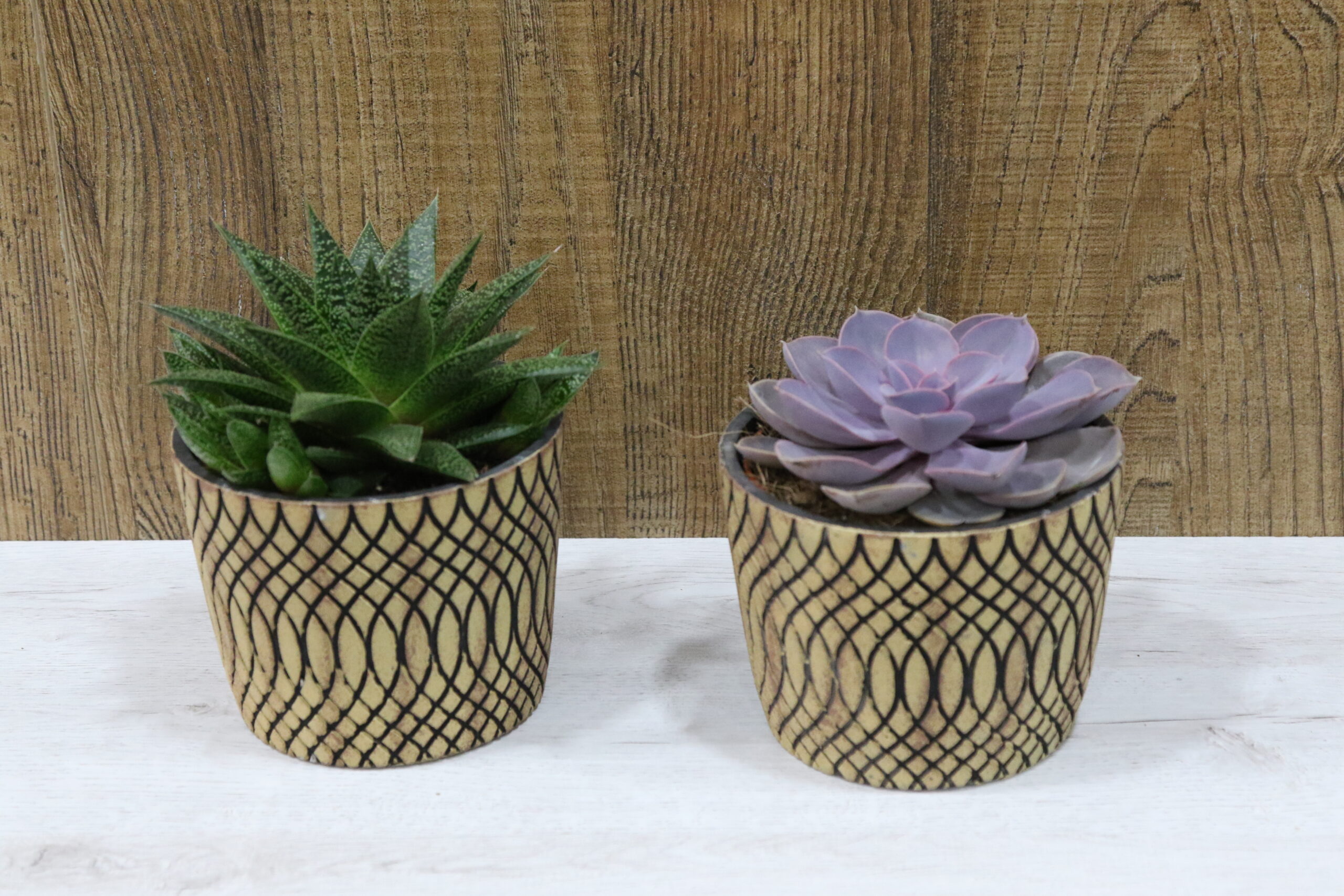 Crasas y cactus - Imagen 8