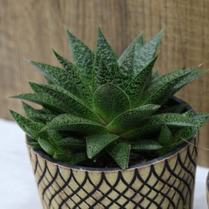Crasas y cactus