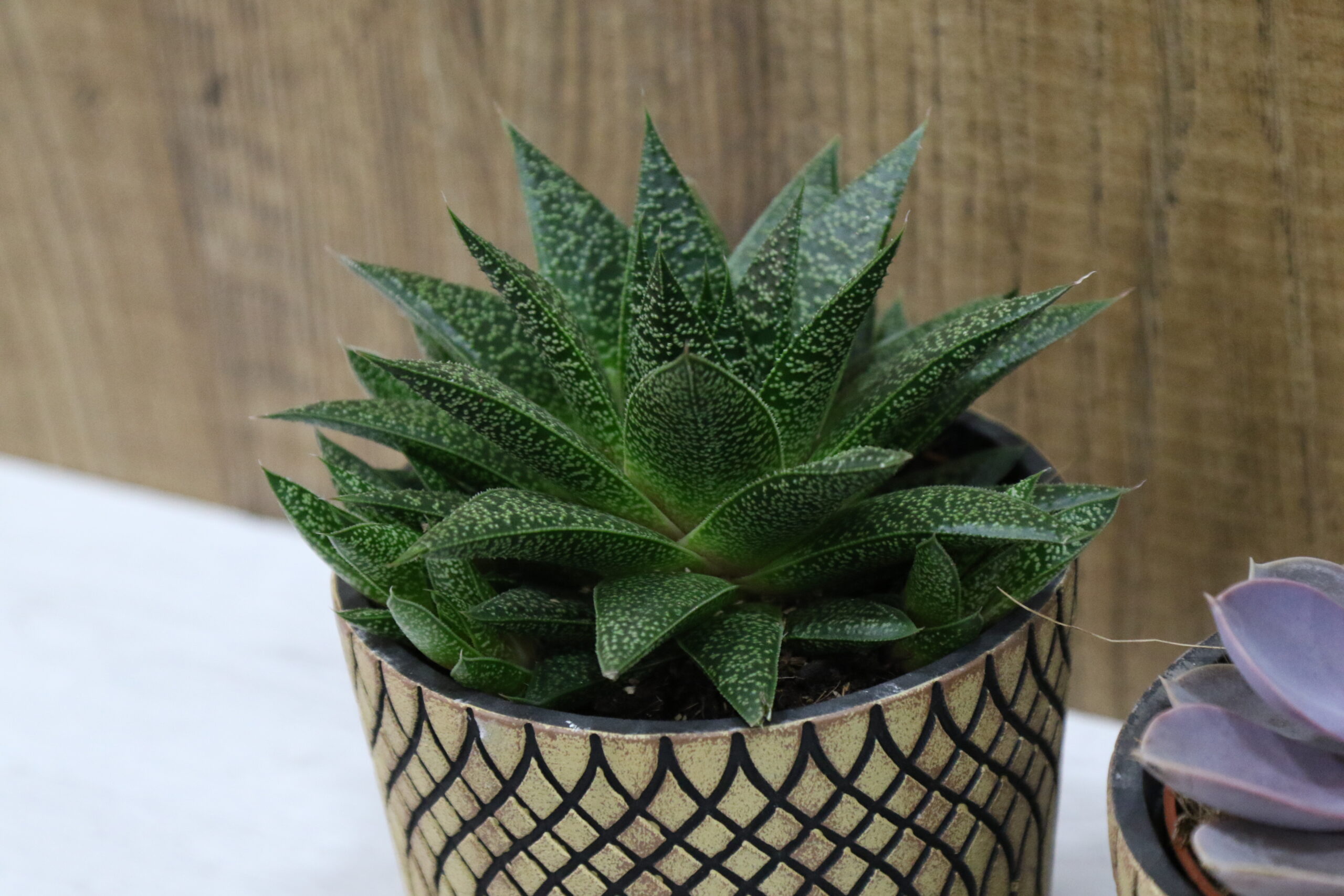 Crasas y cactus