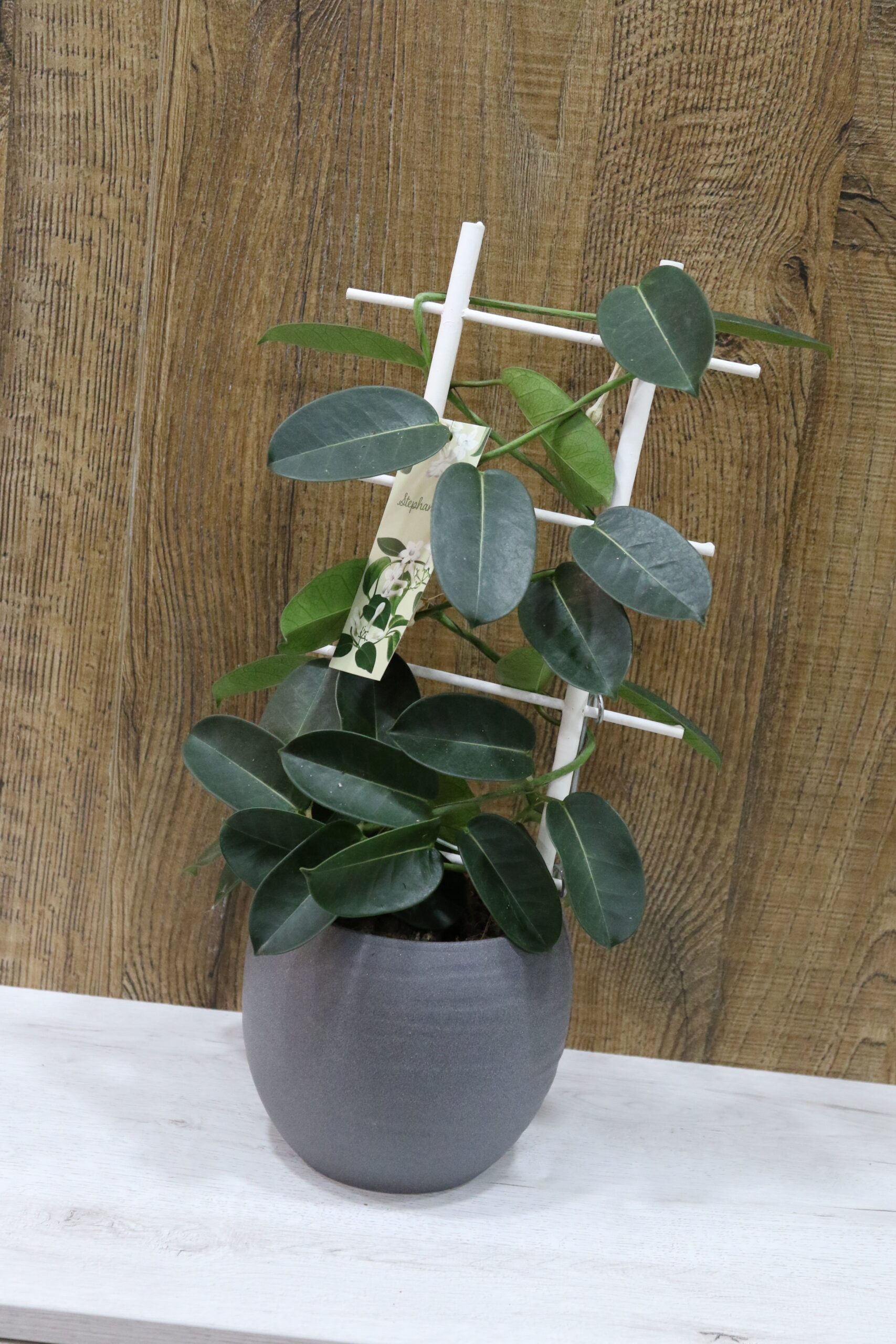 Plantas verdes variadas - Imagen 17