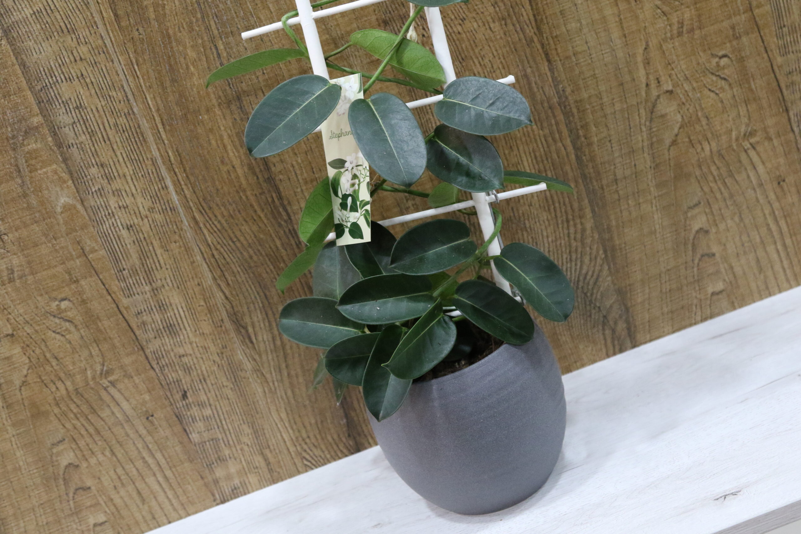 Plantas verdes variadas - Imagen 3