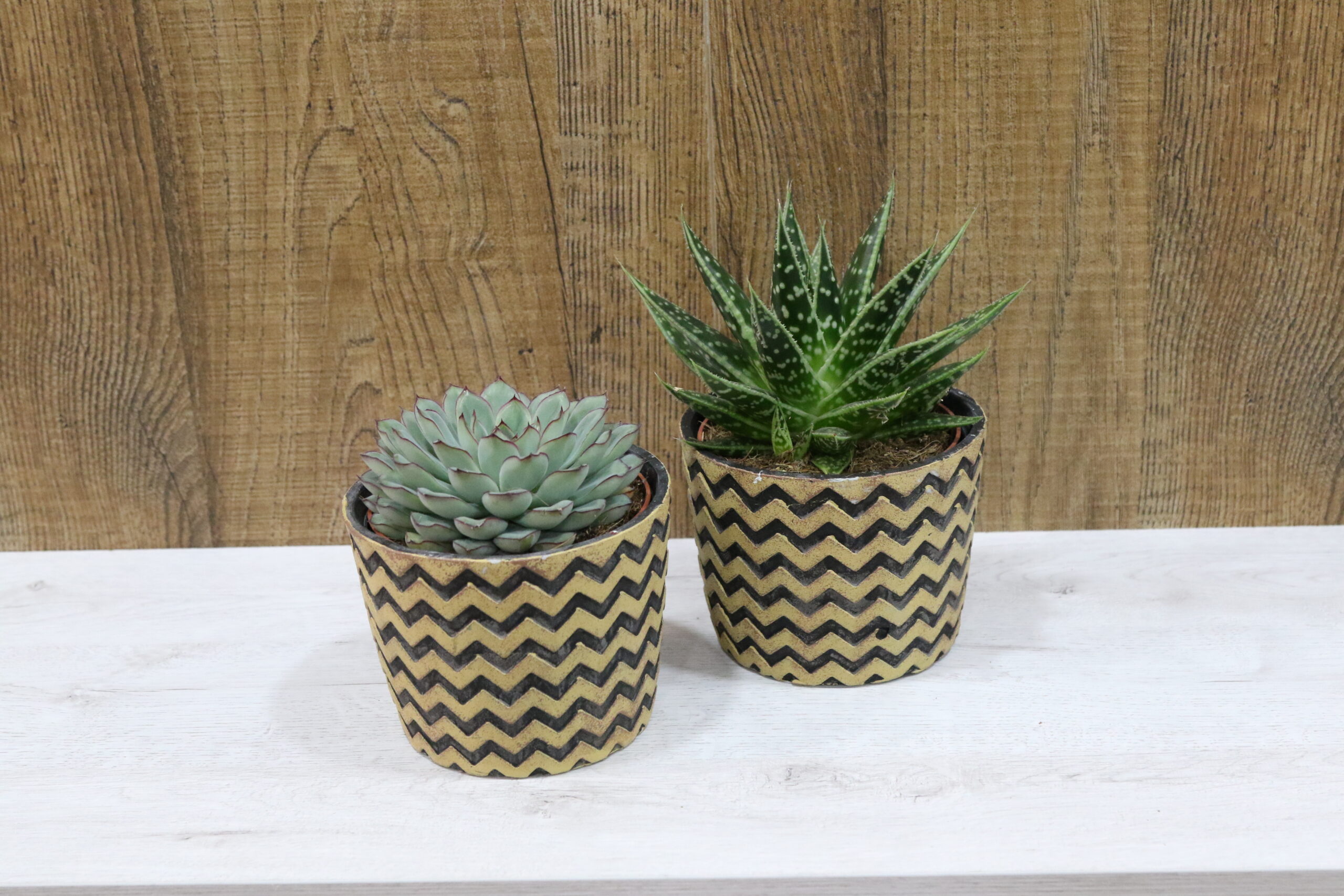 Crasas y cactus - Imagen 7