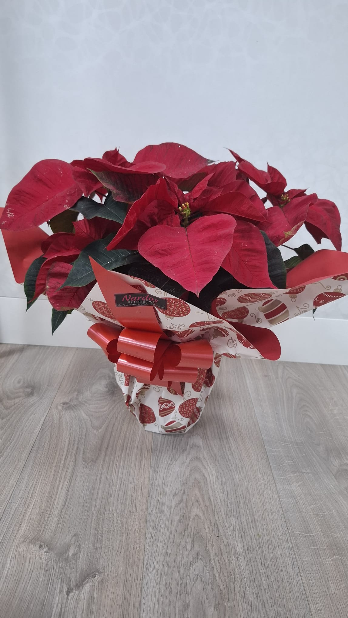 Flor de pascua - Imagen 7