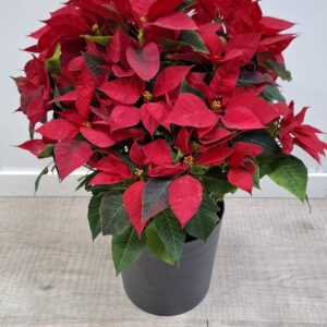Flor de pascua