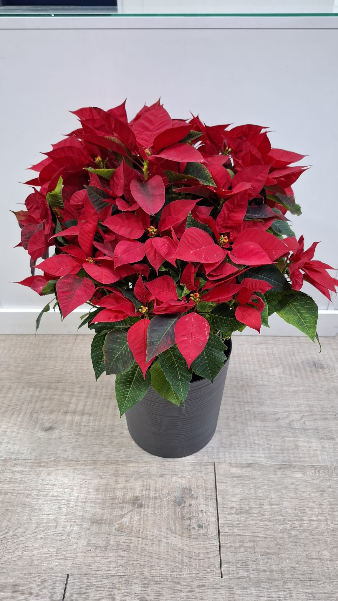 Flor de pascua