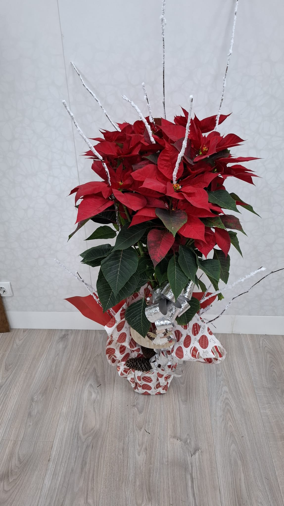 Flor de pascua - Imagen 4